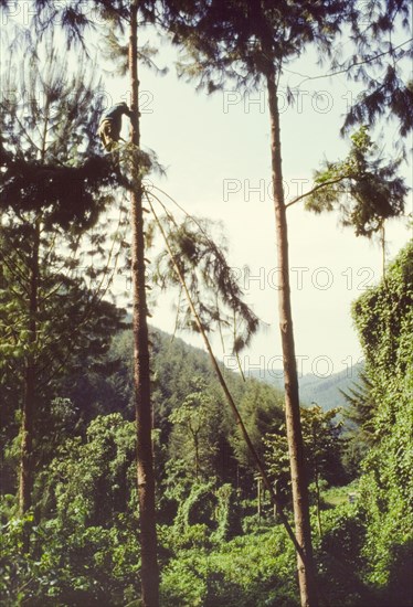 Pruning pines in Mafuga Forest. A forestry worker climbs a rope ladder, hanging from the top of a bamboo, to the crown of a tree, and prunes off the branches on his descent. Kigezi, South West Uganda, September 1963., West (Uganda), Uganda, Eastern Africa, Africa.