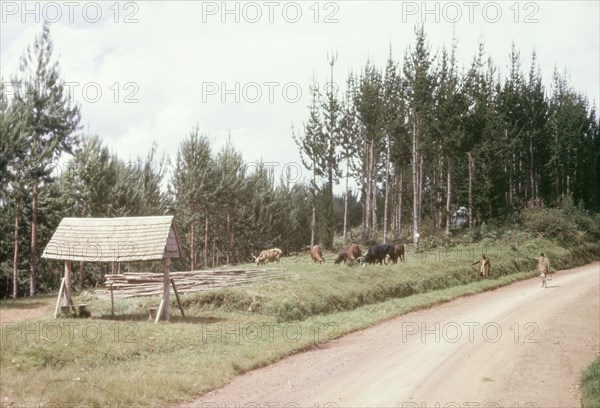 Bus stop at Mafuga. The bus stop at Mafuga: a pitched roof supported by wooden beams that was constructed by local Forestry Office workers. Mafuga, Kigezi, South West Uganda, September 1963., West (Uganda), Uganda, Eastern Africa, Africa.