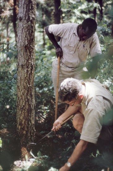 Damage caused by honey fungus. Two forestry officers (Beaton and Kimera) inspect the damage to a tree caused by honey fungus (Armillaria) in Mafuga Forest. Kigezi, South West Uganda, September 1963., West (Uganda), Uganda, Eastern Africa, Africa.