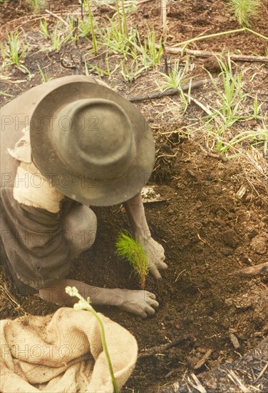 Planting a pine seedling. A Ugandan worker crouches down to plant a pine (Pinus patula) at Mafuga Forest. Kigezi, South West Uganda, September 1963., West (Uganda), Uganda, Eastern Africa, Africa.