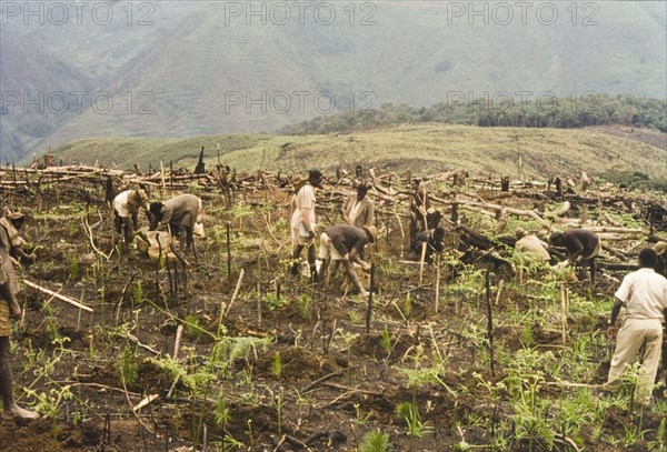 Planting pines at Mafuga Forest . Ugandan workers plant pine (Pinus patula) at Mafuga Forest. Kigezi, South West Uganda, September 1963., West (Uganda), Uganda, Eastern Africa, Africa.