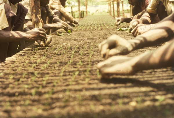 Pricking out seedlings at Mafuga Forest nursery. Ugandan workers prick out pine (Pinus patula) seedlings. Mafuga Forest nursery. Mafuga, Kigezi, South West Uganda, September 1963., West (Uganda), Uganda, Eastern Africa, Africa.