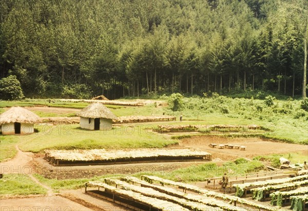 Mafuga Forest nursery. View across a nursery in Mafuga Forest, comprising several round, thatched huts and raised beds of seedlings. A related caption draws attention to "the banana leaf shading to protect the newly pricked out seedlings from the strong sun". Mafuga, Kigezi, South West Uganda, September 1963., West (Uganda), Uganda, Eastern Africa, Africa.