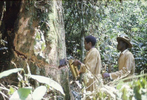 Timber Stand Improvement in Kalinzu Forest. Two Ugandan Forest Rangers apply herbicide to the trunk of a tree in Kalinzu Forest: a process known as Timber Stand Improvement (TSI) that is designed to cull unwanted, non-timber trees from natural forest regeneration after logging. Ankole, South West Uganda, September 1963., West (Uganda), Uganda, Eastern Africa, Africa.