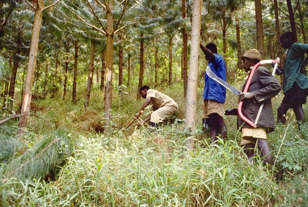 Thinning out the trees at Bugamba. A team of Ugandan Forest Rangers, equipped with saws, machetes and axes, thin out a plantation of pine (Pinus patula) saplings in a forest reserve. Bugamba, Ankole, South West Uganda, September 1963., West (Uganda), Uganda, Eastern Africa, Africa.