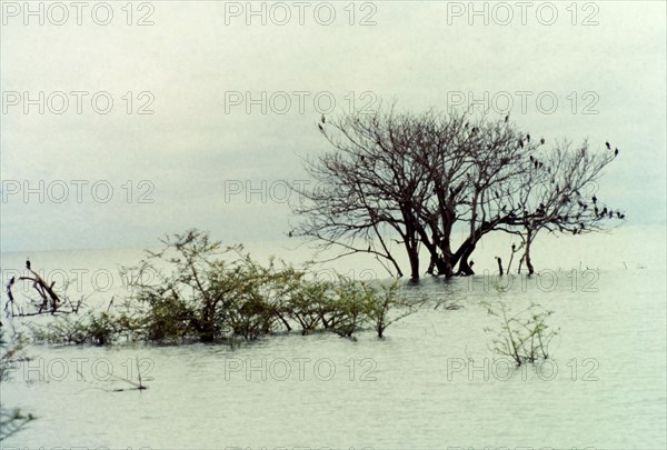 Flooded landscape in West Uganda. Cormorants perch in the uppermost branches of trees submerged in deep floodwater. A related caption comments: "For two years (1962 and 1963) Uganda had continuous rain: the dry seasons failed... All the lakeside forest from Masaka to Kisumu was flooded and died". Lake Victoria, Uganda, 1964., West (Uganda), Uganda, Eastern Africa, Africa.