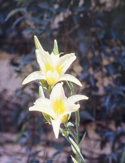 A day lily in flower. Close-up shot of a white and yellow day lily (genus Hemerocallis) in flower. Nakawa, Kampala, Uganda, 1962. Kampala, Central (Uganda), Uganda, Eastern Africa, Africa.