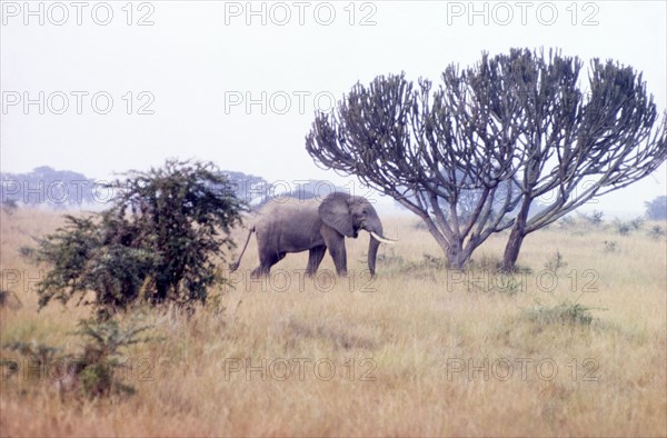 A model elephant . A lone African elephant (Loxodonta africana) strides across grassland in the Queen Elizabeth National Park. The photographer (District Forestry Officer James Lang Brown) comments that this particular animal was used as a model by his mother in her study of elephants. West Uganda, July 1962., West (Uganda), Uganda, Eastern Africa, Africa.