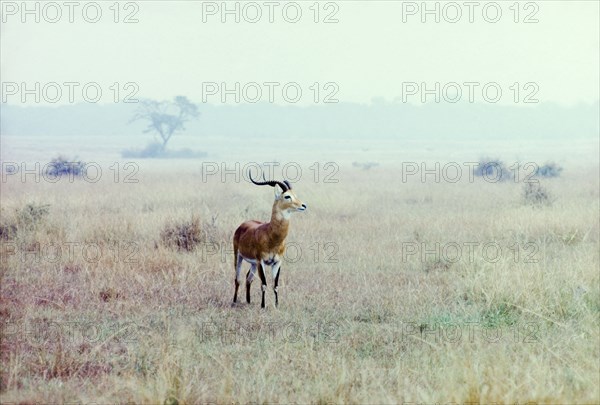 A kob in the Queen Elizabeth National Park. A male kob (Kobus kob), spotted on safari in the Queen Elizabeth National Park. West Uganda, July 1962., West (Uganda), Uganda, Eastern Africa, Africa.