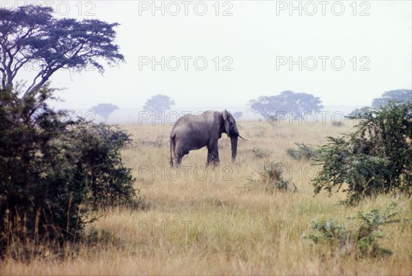 Elephant in the Queen Elizabeth National Park. A lone African elephant (Loxodonta africana), spotted on safari in the Queen Elizabeth National Park. West Uganda, July 1962., West (Uganda), Uganda, Eastern Africa, Africa.