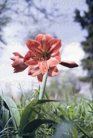 An Amaryllis in flower. Close-up shot of an Amaryllis plant (Amaryllis belladonna) flowering in Buganda. Mubende, Central Uganda, July 1962., Central (Uganda), Uganda, Eastern Africa, Africa.