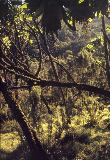 Giant heather forest on Mount Elgon. Tangled branches obscure the view in a giant heather forest on Mount Elgon. East Uganda, 1962., East (Uganda), Uganda, Eastern Africa, Africa.