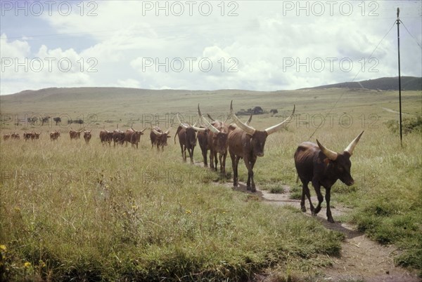 Ankole cattle. A herd of Ankole-Watusi cattle walk in single file along a track in undulating grassland. Ankole, West Uganda, 1962., West (Uganda), Uganda, Eastern Africa, Africa.