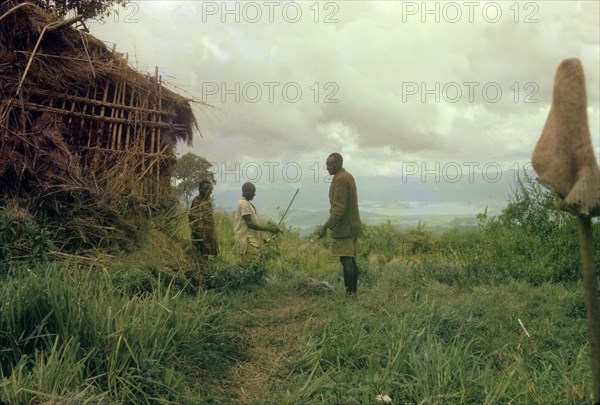 A deserted poacher's hut. Three Ugandan Forest Guards investigate a deserted poacher's hut whilst on safari in the Virunga Mountains. Kigezi, South West Uganda, 1962., West (Uganda), Uganda, Eastern Africa, Africa.