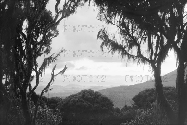 Kigezi from Mount Muhabura (Muhavura). Lichen-covered trees frame a view of Kigezi, taken from the slopes Mount Muhabura (Muhavura) near the Uganda-Rwanda border. Kigezi, South West Uganda, 1962., West (Uganda), Uganda, Eastern Africa, Africa.