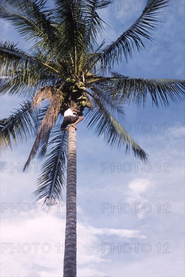 Harvesting coconuts at Nakawa. A young man shins up the trunk of a coconut palm, his ankles bound with rope to aid climbing. Nakawa, Kampala, Uganda, 1962. Kampala, Central (Uganda), Uganda, Eastern Africa, Africa.