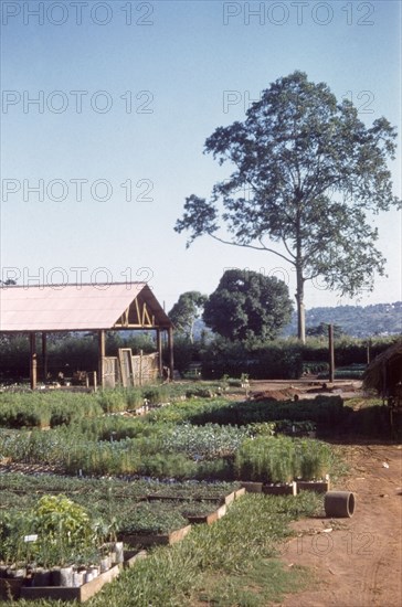 Nakawa forest nursery. Propagated plants grow in beds at Nakawa forest nursery. A related caption comments: "This very successful nursery supplied, among many other species, very large numbers of Musisi (Maesopsis eminii) for enriching natural forest, and Eucalyptus saligna for replanting the Kampala fuel and pole plantations?. Nakawa, Kampala, Uganda, 1960. Kampala, Central (Uganda), Uganda, Eastern Africa, Africa.