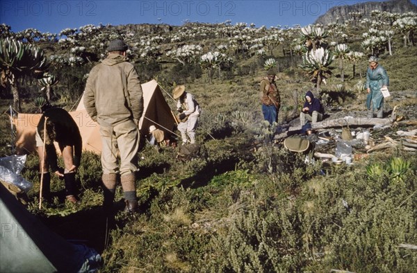 Mount Elgon camp 2'. Members of the Uganda Mountain Club set up camp at an altitude of 12,000 feet (3658 metres) on the ascent of Mount Elgon on the Kenya-Uganda border. They are surrounded by giant groundsels and dwarf heather, which stretch away into the distance. West Kenya, 1960., West (Kenya), Kenya, Eastern Africa, Africa.