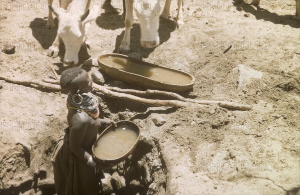 Waterhole in Mbaru. A young Suk (Pokot) woman lifts a large gourd full of water from a waterhole to give to her cattle. Mbaru, North East Uganda, 1959., North (Uganda), Uganda, Eastern Africa, Africa.