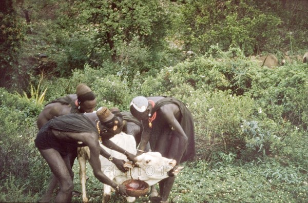 Bloodletting in Kenya. Three Suk (Pokot) men restrain an ox with a tourniquet around its neck, whilst a fourth collects blood from the animal's jugular vein after piercing it with an arrow. Kenya, May 1959., East (Uganda), Uganda, Eastern Africa, Africa.