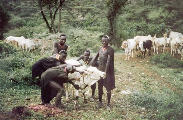 Bloodletting in Kenya. Five Suk (Pokot) men restrain an ox to tie a tourniquet around its neck, before piercing the animal's jugular vein with an arrow to collect blood. Kenya, May 1959., East (Uganda), Uganda, Eastern Africa, Africa.