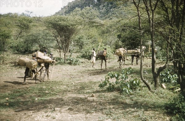 Suk porters leaving camp. Suk (Pokot) porters working with a British forestry survey team leave camp south of Pcholio Peak in the Karasuk hills. An original caption comments: "The headman carries a stick (but would never use it)". Kenya, May 1959., East (Uganda), Uganda, Eastern Africa, Africa.