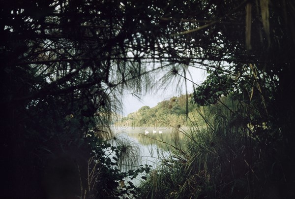 Pelicans on Lake Saka. Three white pelicans glimpsed through lakeside papyrus. Lake Saka at sunrise. West Uganda, 1955. Kabarole, West (Uganda), Uganda, Eastern Africa, Africa.