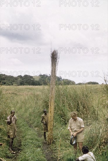 A good bundle of elephant grass'. An African porter supports a tall bundle of elephant grass, collected on safari with a British forestry survey team. The grass is used ?for thatching, making mats, baskets and many other things". Toro, West Uganda, 1955., West (Uganda), Uganda, Eastern Africa, Africa.