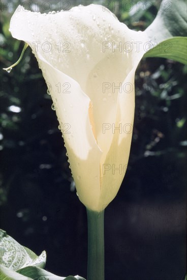 Arum Lily from Mount Elgon. Close-up shot of an arum, or calla lily, (Zantedeschia aethiopica) growing on the slopes of Mount Elgon. East Uganda, December 1955., East (Uganda), Uganda, Eastern Africa, Africa.