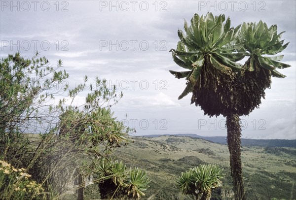 Mount Elgon at 12,000 feet. Senecio elgonensis (Giant Groundsel) on Mount Elgon at 12,000 feet (3,700 metres). East Uganda, December 1955., East (Uganda), Uganda, Eastern Africa, Africa.