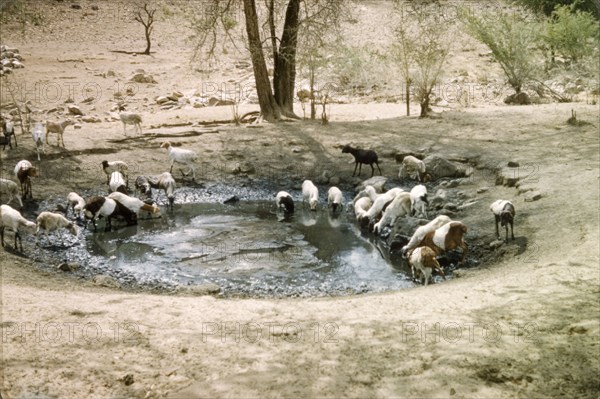 Goats at a waterhole in Kabekanyang. A herd of goats quench their thirst at a waterhole in Karamoja on the Uganda-Sudan border. Kabekanyang, North East, Uganda, 1959., North (Uganda), Uganda, Eastern Africa, Africa.