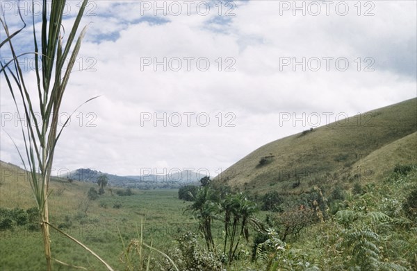 Papyrus swamp in Kigezi. View across a papyrus swamp. Kigezi, South West Uganda, 1956., West (Uganda), Uganda, Eastern Africa, Africa.