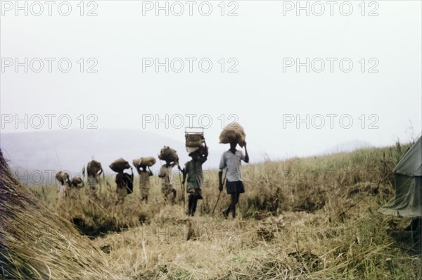 Porters arrive in camp'. A line of porters arrives with supplies at a forest boundary survey camp in the Kibale Forest. West Uganda, June 1957., West (Uganda), Uganda, Eastern Africa, Africa.