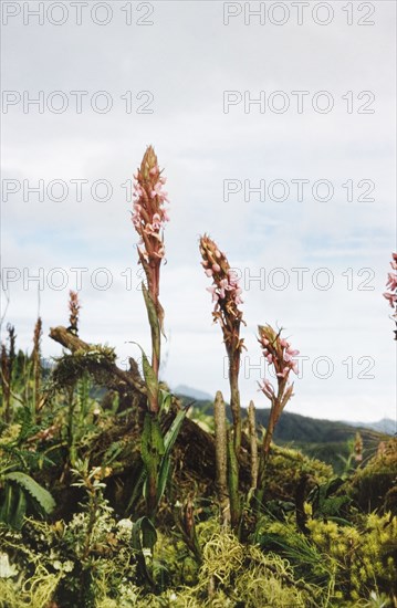 Pink orchids of Rwenzori. Pink orchids (Disa stairsii) in flower on the slopes of the Rwenzori (Ruwenzori) Mountains. West Uganda, 1957., West (Uganda), Uganda, Eastern Africa, Africa.