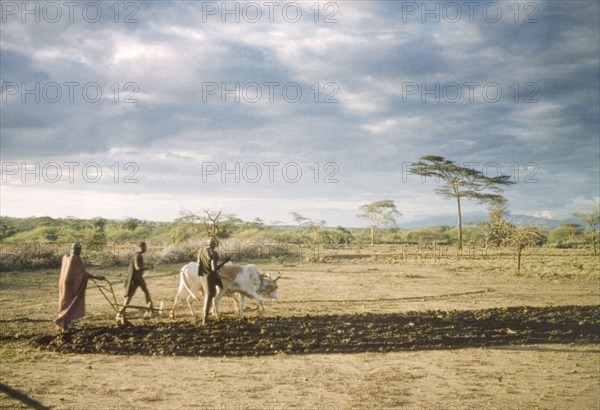 Ploughing with oxen at Katekekile. Three men use an ox to plough a field in Karamoja. An original caption comments: "An unusual sight: oxen had only recently been introduced". Katekekile, East Uganda, 1959., East (Uganda), Uganda, Eastern Africa, Africa.