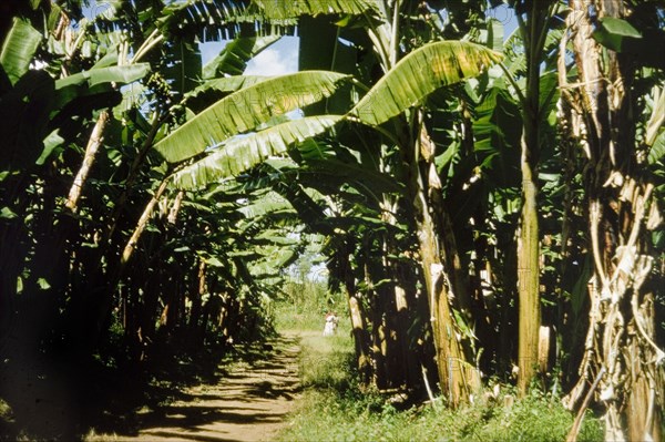 A banana shamba. Green 'matoke' bananas. Traditionally, these bananas are steamed in a 'surfuria' (cooking pot) before being mashed to create a popular national dish, which is also called 'matoke'. Toro, West Uganda, June 1957., West (Uganda), Uganda, Eastern Africa, Africa.