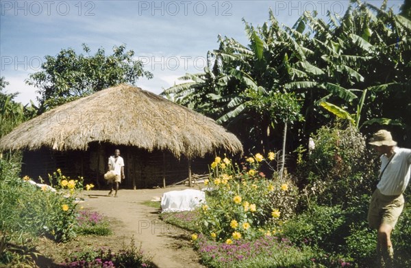 Thatched hut in Toro. A circular hut with a thatched roof backs onto a banana shamba near Fort Portal, Western Uganda, June 1957. Entebbe, Central (Uganda), Uganda, Eastern Africa, Africa.
