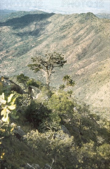 Trees in a Karasuk valley. A phoenix palm (P. reclinata) and an old juniper tree (J. procera) grow high on the side of a Karasuk valley on the Kenya-Uganda border. Kenya, January 1959., East (Uganda), Uganda, Eastern Africa, Africa.