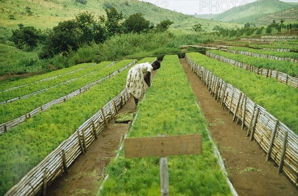 Forest nursery at Lendu. A woman tends pine (Pinus patula) seedlings planted in raised beds at a forest nursery in the West Nile district. Lendu, North Uganda, 1956., North (Uganda), Uganda, Eastern Africa, Africa.