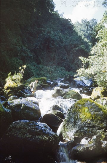 Crossing the Mobuku River. Kenya District Officer, George Webb, prepares to cross the Mobuku River on an expedition into the Rwenzori (Ruwenzori) Mountains. West Uganda, 1956., West (Uganda), Uganda, Eastern Africa, Africa.