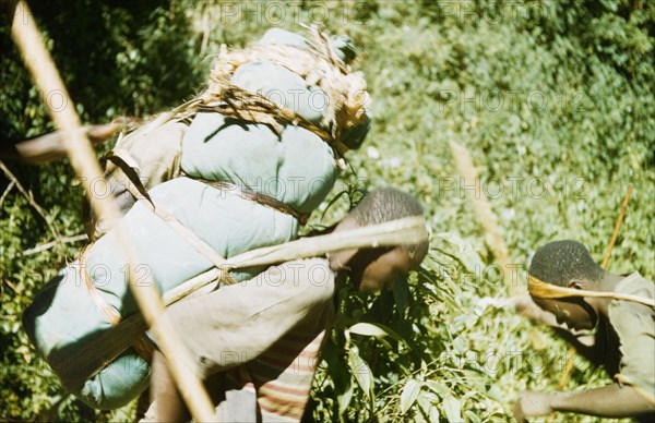 Bakonjo porters . Two Bakonjo porters carry equipment belonging to a British expedition trek into the Rwenzori (Ruwenzori) Mountains. West Uganda, 1956., West (Uganda), Uganda, Eastern Africa, Africa.