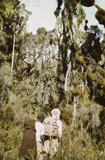 Giant heather forest in Rwenzori . David Pasteur, an Assistant District Commissioner in the giant heather forest in the Rwenzori (Ruwenzori) Mountains, followed by his porter, John Mat. West Uganda, 1956., West (Uganda), Uganda, Eastern Africa, Africa.