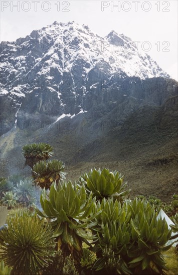 Mount Baker from Bukuju camp. View of Mount Baker in the Rwenzori (Ruwenzori) Mountains, taken from Bukuju camp. West Uganda, 26 December 1956., West (Uganda), Uganda, Eastern Africa, Africa.