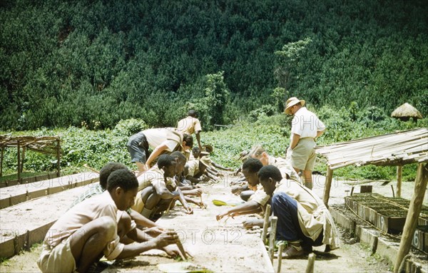 Course at Mafuga Forest nursery. A British Forestry Officer instructs Ugandan workers and British forest officers as they plant seeds with dibbers during a course at Mafuga Forest nursery. Mafuga, Kigezi, South West Uganda, June 1956., West (Uganda), Uganda, Eastern Africa, Africa.