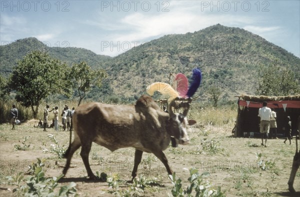 Decorated bull at the Labwor County Show. A bull decorated with colourful ostrich feathers strolls through the Labwor County Show in Karamoja. North East Uganda, December 1958., East (Uganda), Uganda, Eastern Africa, Africa.