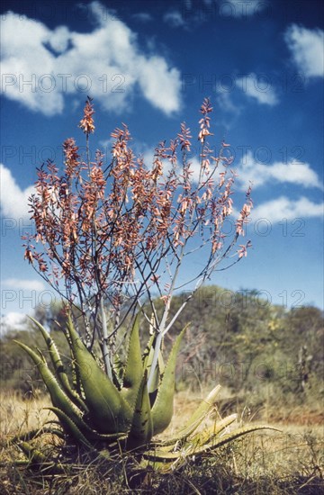 An Aloe plant in flower. Close-up shot of an Aloe plant in flower on the track to Kalapata. North East Uganda, 1958., North (Uganda), Uganda, Eastern Africa, Africa.