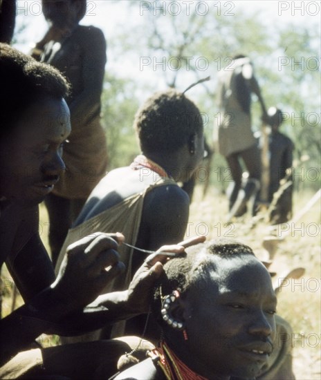 Hairdressing on the Timu Road. A Karamojong porter concentrates as he dresses the hair of another man near the construction site of the Timu Road. North East Uganda, 1958., North (Uganda), Uganda, Eastern Africa, Africa.