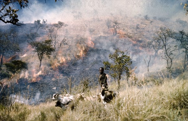 Goat boy and grass fire'. A young man herds goats in the Karasuk hills on the Kenya-Uganda border. Behind him, rages a distant grass fire which was started deliberately to release nutrients which the coming rains will wash back into the soil. Kenya, January 1959., East (Uganda), Uganda, Eastern Africa, Africa.