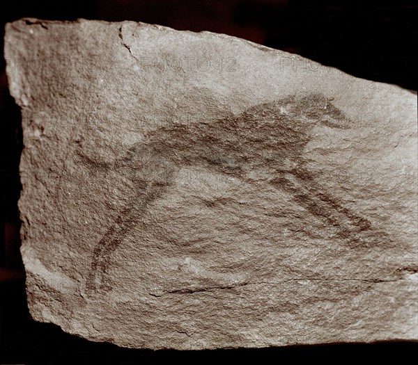 Stone Age rock painting of possibly a dog