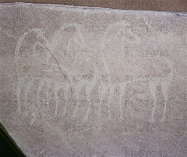 A rock painting of Berber horses bred from those brought to Egypt by Asians during the 2nd millenium BC